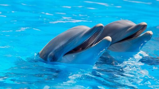 Dolphin Watching in South Mallorca